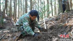 全球濒危植物百山祖冷杉启动单批最大规模野外回归种植