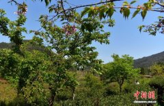 福建武夷山燕子窠生态茶园：春花相映 生态种茶两相宜